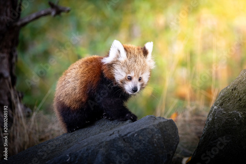 Photography red panda in tree