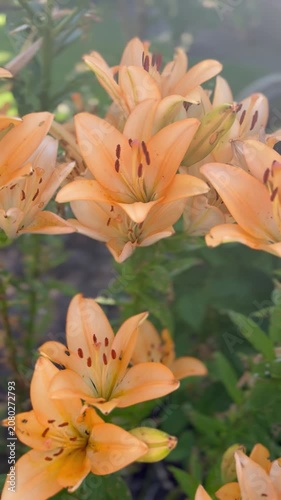 Blühende Asiatische Lilie (Lilium × hybrida) im sommerlichen Garten | Nahaufnahme - Das vertikale Naturvideo zeigt die elegante Blütenpracht im sommerlichen Garten und eignet sich ideal für Themen 