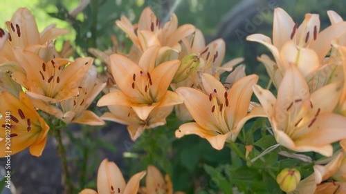 Blühende Asiatische Lilien (Lilium × hybrida) im Sommergarten | Querformat - Leuchtend orange Asiatische Lilien in voller Blüte. Ruhiges Naturvideo im Querformat mit sommerlicher Garten