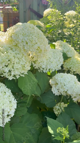 Schneeball-Hortensie (Hydrangea arborescens 'Annabelle') in voller Blüte | Hochformat - Weiße Blütenbälle der Annabelle-Hortensie im warmen Sommerlicht. Ruhiges Naturvideo mit sanften Kamerabewegungen