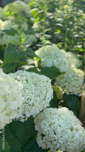 Weiße Annabelle-Hortensie (Hydrangea arborescens) im Sommergarten | Hochformat - Nahaufnahme üppiger Blüten der Schneeball-Hortensie (Hydrangea arborescens 'Annabelle') mit natürlichem Bokeh und somme