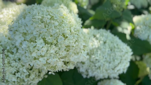 Schneeball-Hortensie (Hydrangea arborescens 'Annabelle') im Abendlicht | Querformat - Große weiße Blüten der Annabelle-Hortensie im warmen Abendlicht. Harmonisches Naturvideo mit ruhiger Gartenstimmun