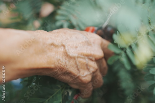 Cuadro en lienzo A close-up shot focuses on the weathered, wrinkled hands of an elderly person gently clasping each other