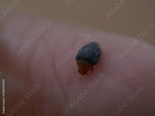 Orange and black ladybug crawling on human hand