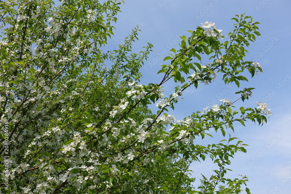 Fototapeta premium Copious amounts of white flowers of apple tree against blue sky in mid May