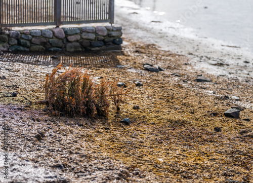 Fotografía Discarded dried Christmas tree lies on muddy tidal shoreline.