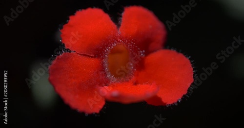 Close-up of an intense red Flame Violet flower - Episcia cupreata