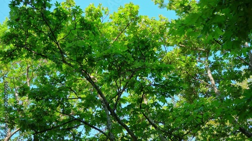 green leaves background