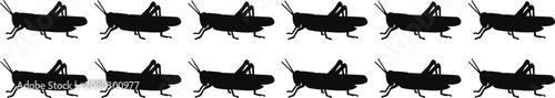 Fotografía Grasshopper and locust insect collection pest wildlife meadow nature agricultura
