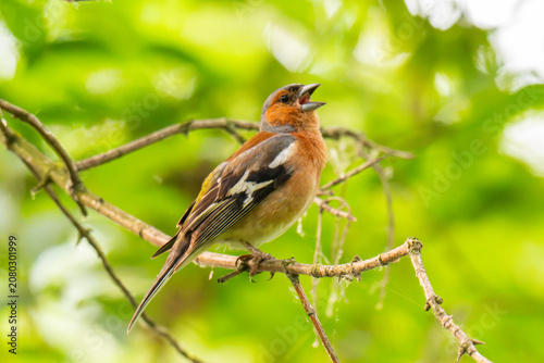 Common chaffinch, Fringilla coelebs, sits on a branch in spring on green background.