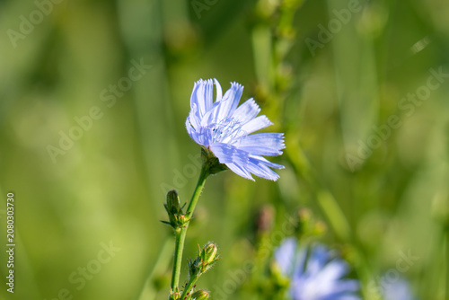 Cornflower (Centaurea cyanus) is a herbaceous plant of the family Asteraceae (Asteraceae).