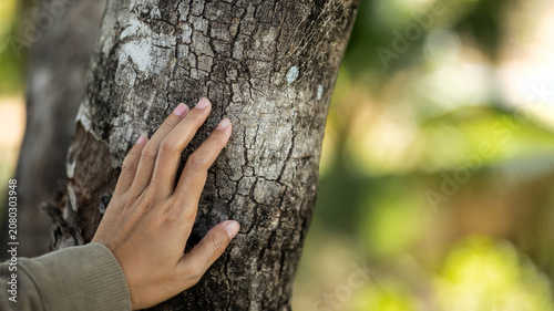 Canvastavla Human Hand Touching Tree Bark in Nature Forest for Environmental Conservation Su