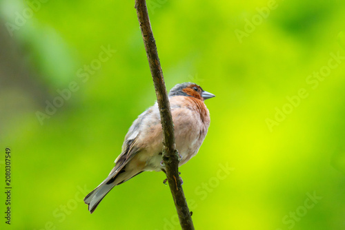 Common chaffinch, Fringilla coelebs, sits on a branch in spring on green background.