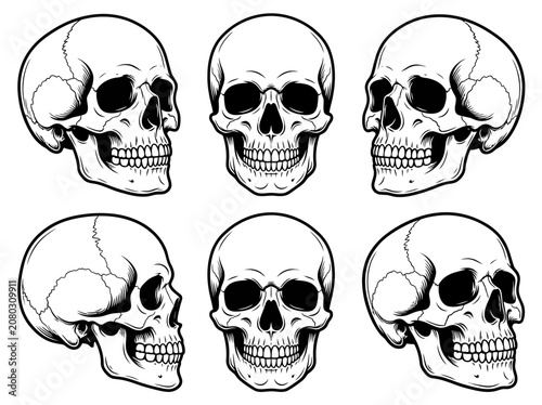 Human skull collection illustrated in black and white style showing multiple angles for artistic design projects