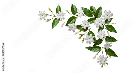 Elegant white jasmine blossoms and fresh green leaves forming a delicate corner border.