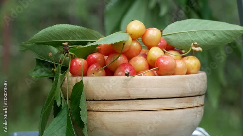 Harvested pink-yellow cherries in a wooden plate in a garden. Fresh summer berries grown organically. Sweet vitamin-rich fruit, natural dessert, and healthy seasonal harvest.