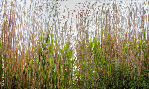Reeds on the shore of the lake