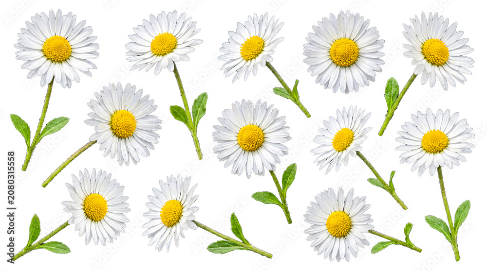 Fototapeta premium Set of fresh white daisy flowers with green stems and leaves, ready for creative floral arrangements on a transparent.