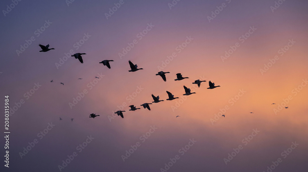 Fototapeta premium Geese V-Formation Silhouette at Dusk