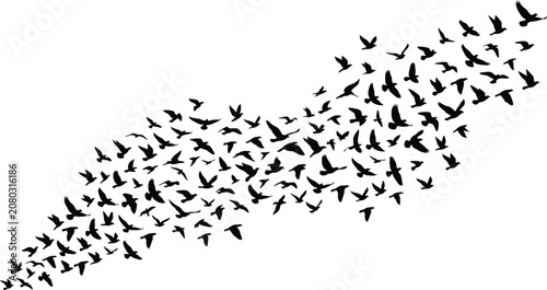 Bild auf Leinwand Large flock of black birds flying