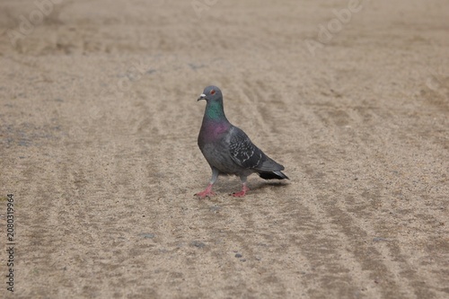 地面を歩いている1匹の野生の鳩