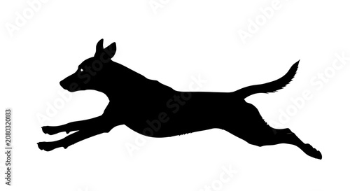 Black silhouette of a soaring eagle against a white background, bird wings flight