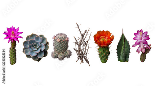 Bild auf Leinwand Assorted cacti and succulent plants in bloom, showcasing a vibrant collection of desert flora isolated on a transparent
