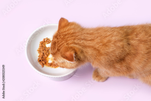 A tabby red kitten eats wet food from a bowl on purple background close-up.