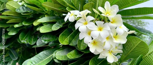Close-up of blooming white frangipani (plumeria) flowers with fresh raindrops surrounded by lush green tropical foliage. Natural garden background, peaceful tropical floral scene.