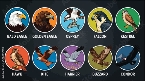 Konstfotografi Birds of prey vector icon set, 10 predatory bird illustrations including bald ea