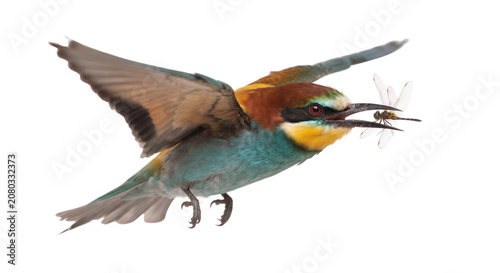 Foto European bee-eater bird flying with dragonfly in beak