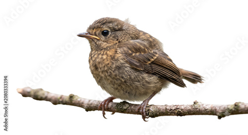 Canvastavla Fledgling young songbird perched on a branch