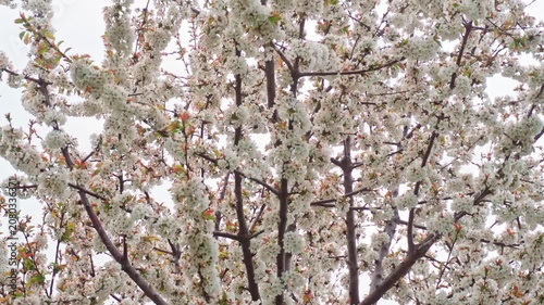 spring tree branches