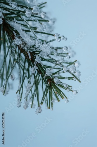 Pine Branch Covered in Ice on a Cold Winter Day in a Snowy Landscape