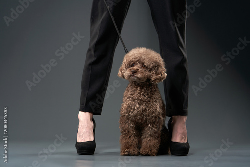 A toy poodle stands between the legs of a woman dressed in black, posing in a minimalist grey studio. The setup highlights the small dog's stature and elegance.