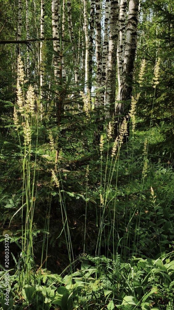 Fototapeta premium forest in the morning