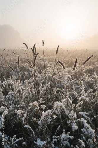 Frost Covers Tall Grass in a Field at Sunrise With Fog in the Background