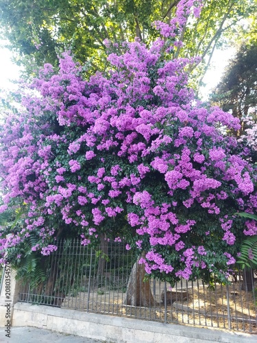 Gran arbusto de buganvilla morada en plena floración sobre una verja metálica de jardín, Toscana, Italia.