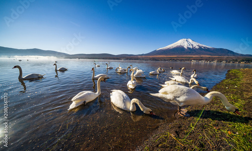 White Swan with Mount Fuji at Yamanaka lake, Yamanashi, Japan