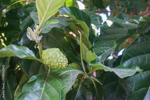 Close-up of a fresh green raw noni fruit hanging on a branch surrounded by lush green leaves, widely known for its traditional medicinal and herbal health benefits.