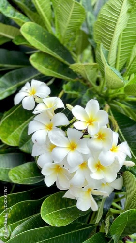 Close-up of blooming white frangipani (plumeria) flowers with fresh raindrops surrounded by lush green tropical foliage. Natural garden background, peaceful tropical floral scene.