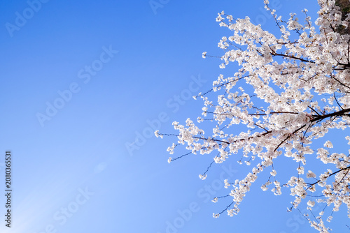 Sakura blossom branch sky blue spring flower tree white sakura blossom branch against clear blue sky with delicate spring flower cluster and airy copy space for seasonal nature background
