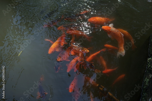 Vibrant red koi fish swimming in dark pond water gen-colorful aquatic nature scene
