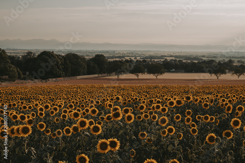 Champ de tournesols avec vue sur les montagnes