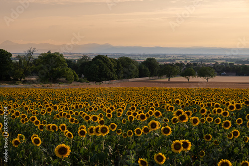 Champ de tournesols avec vue sur les montagnes