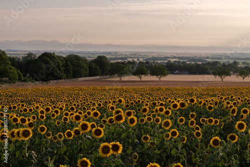 Champ de tournesols avec vue sur les montagnes