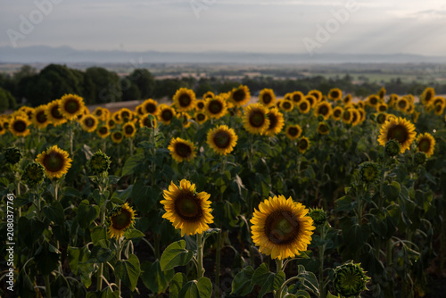 Champ de tournesols avec vue sur les montagnes