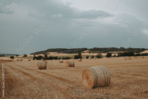 Bottes de foin dans un champ après la moisson