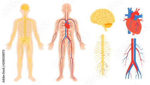 Foto Human nervous and circulatory system anatomy diagram set