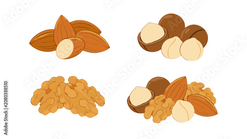 Foto Almond, walnut and macadamia nuts vector set on white